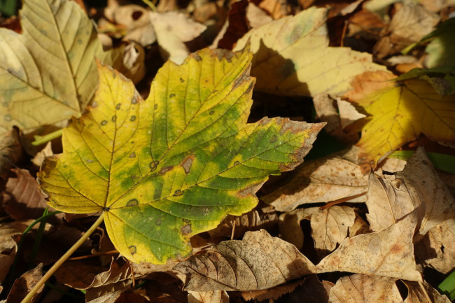 Herbstblätter 1